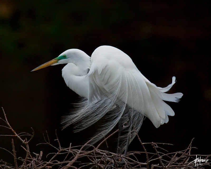 <b>Great Egret III</b>