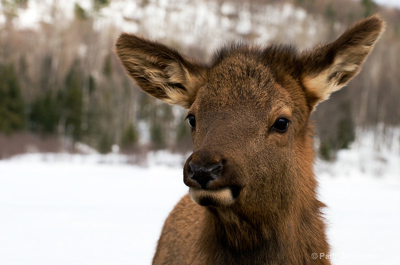 Young Elk