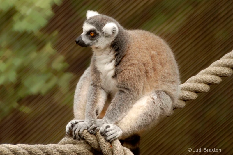 Lemur #2 Adj