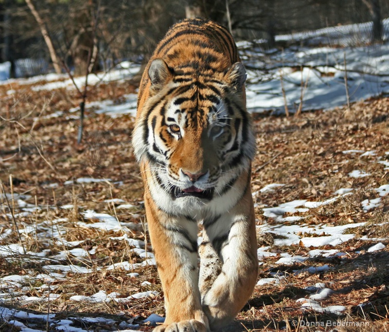 Tiger Approaching