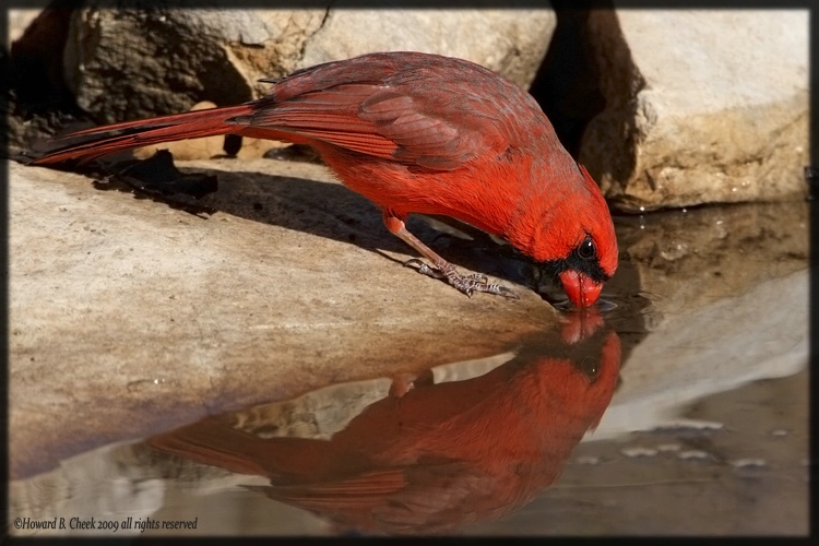 Reflections in Red