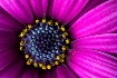 Heart Of A Flower