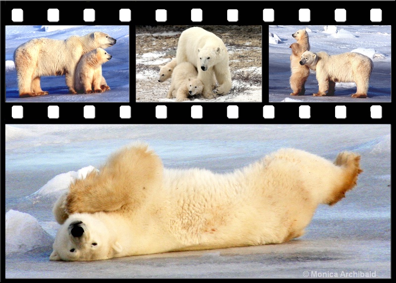 Polar Bear Collage