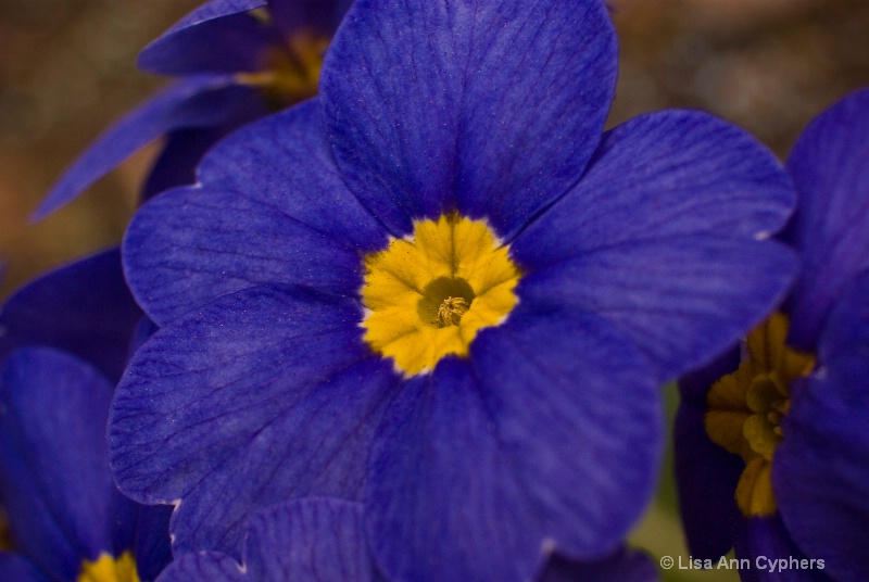 Stunning Violet  - ID: 7942528 © Lisa Ann Cyphers