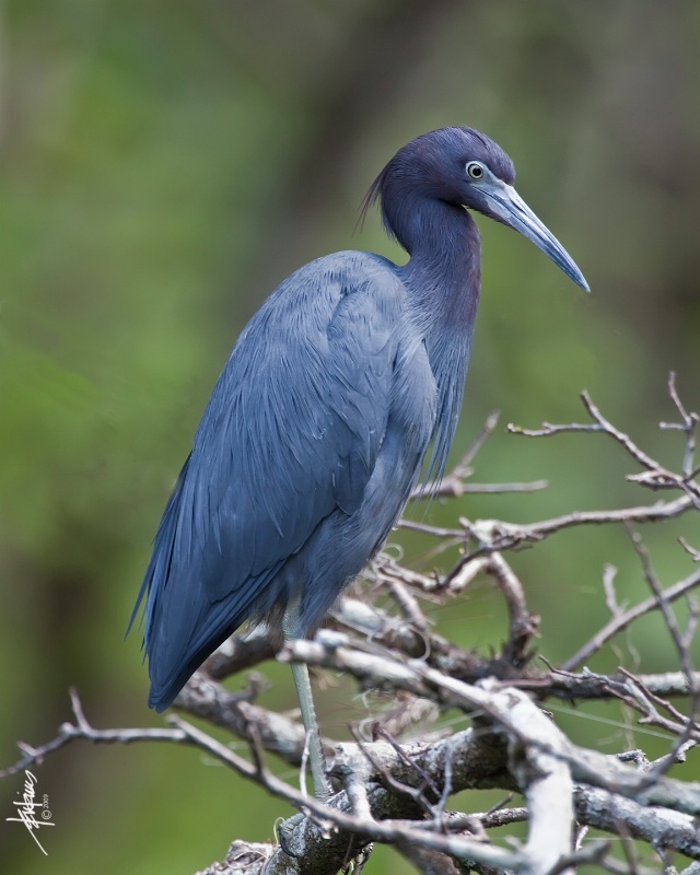 <b>Little Blue Heron, Everglades</b>