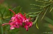 Thelemanniana 