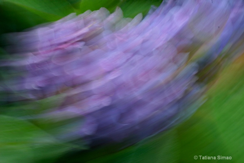 Lilac blur