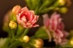  Flowers for me