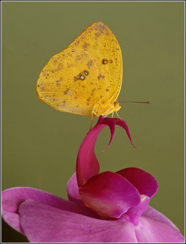 Yellow Butterfly on a Pink Orchid