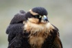 Aplomado falcon
