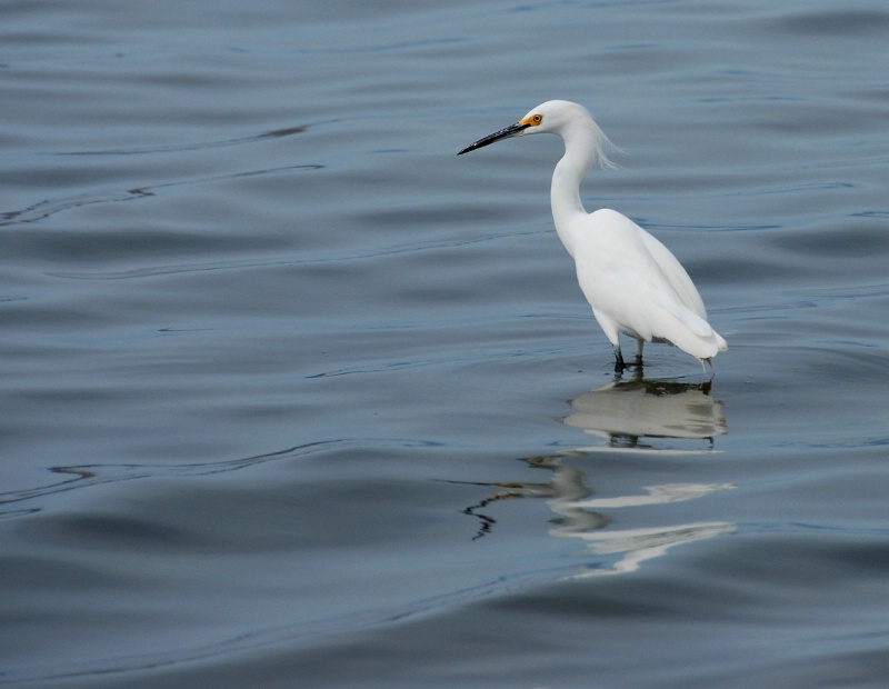 Snowy Egret