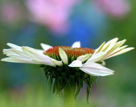 the flowers beyond