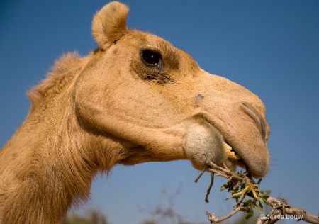 Camel Eye_After 1