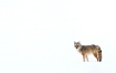 Coyote