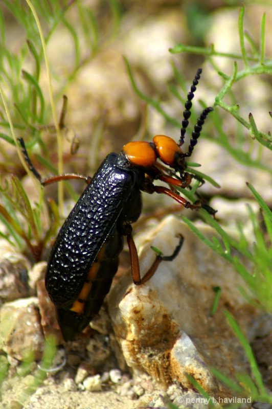 Arizona Blister Beetle