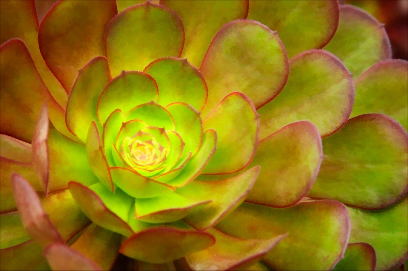 Aeonium