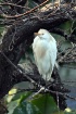 Young Egret