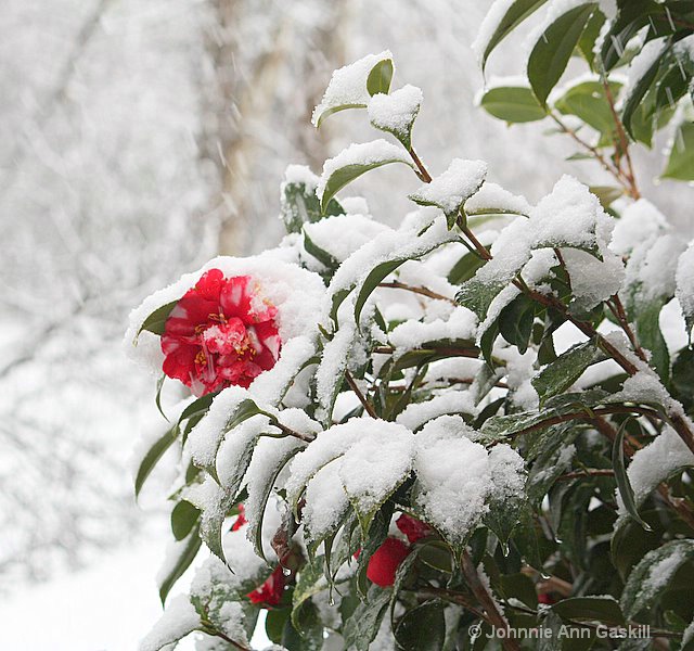 Camellia in the Snow