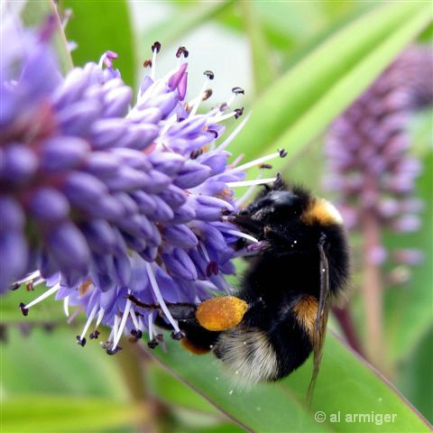 Bumble Bee on Hebe Flower. img 0726