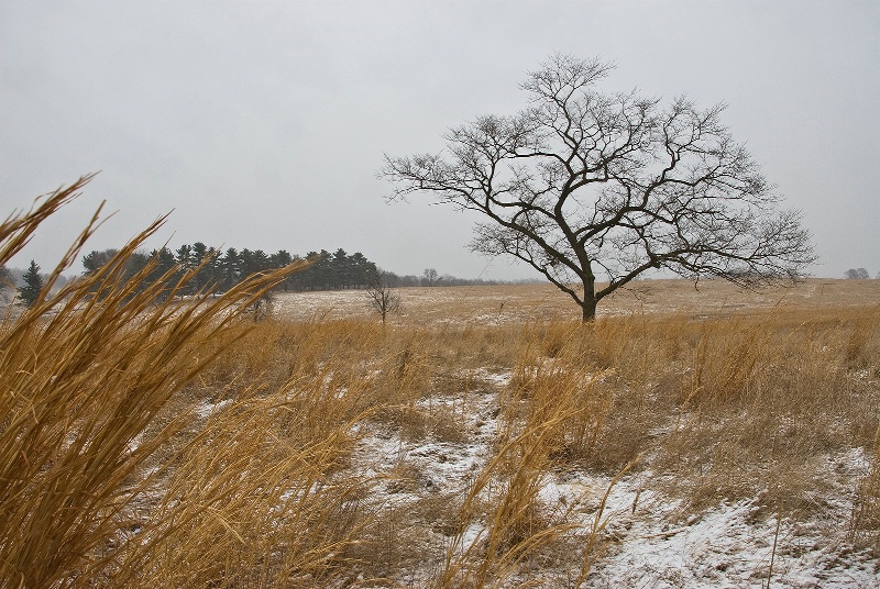 Grassland Tree