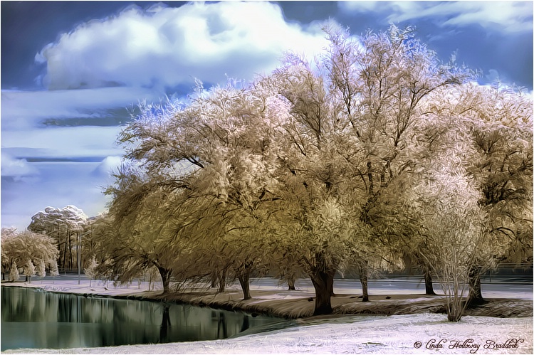 Infrared Trees with Pond