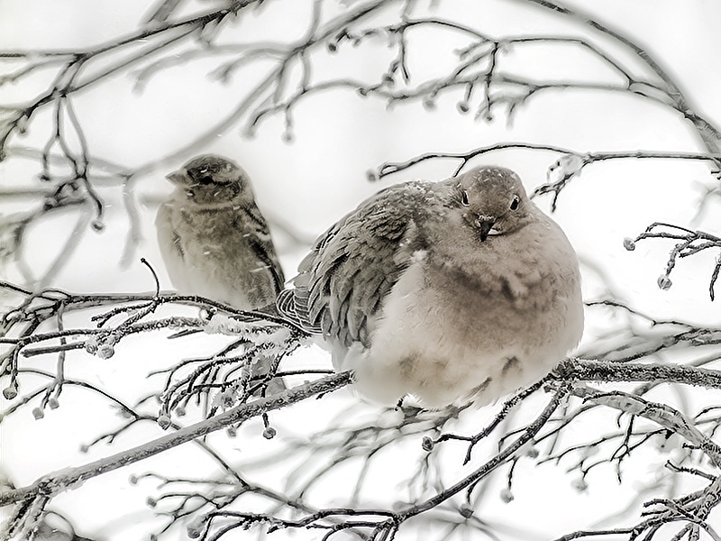 Snow Day - ID: 7953250 © Laurie Daily