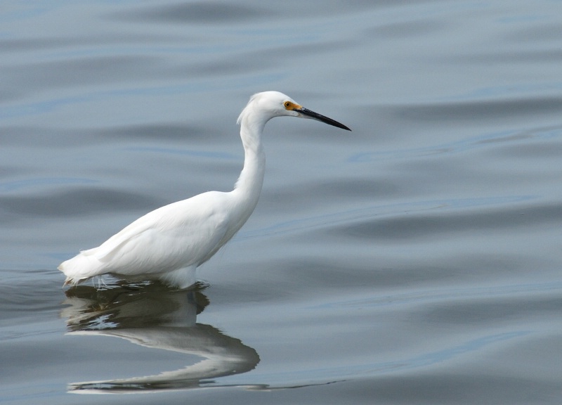 Egret and Silky Water