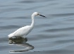 Egret and Silky W...