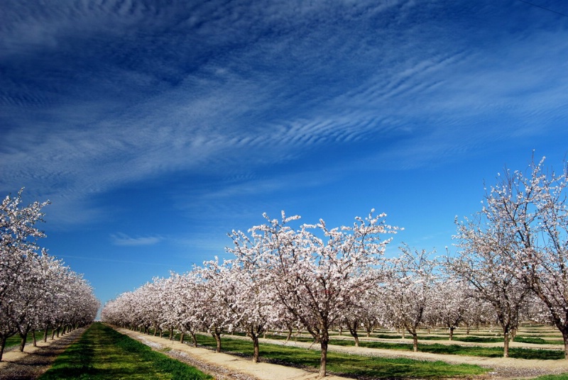 Armies Of Almonds