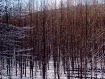 Trees from Train