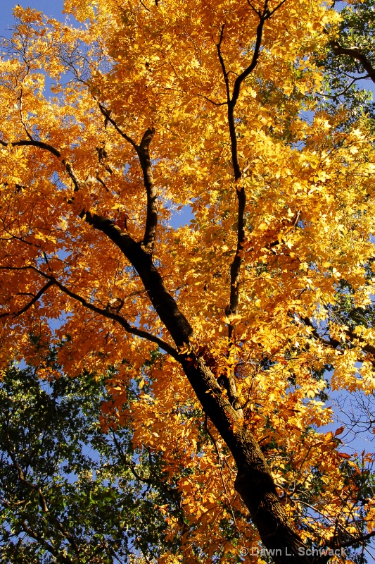 Color of Fall - ID: 7955605 © Dawn Schwack