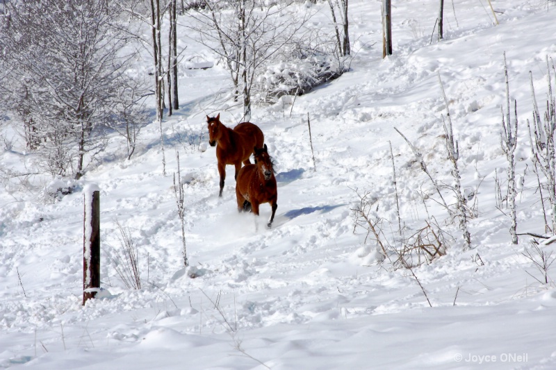 snowhorses