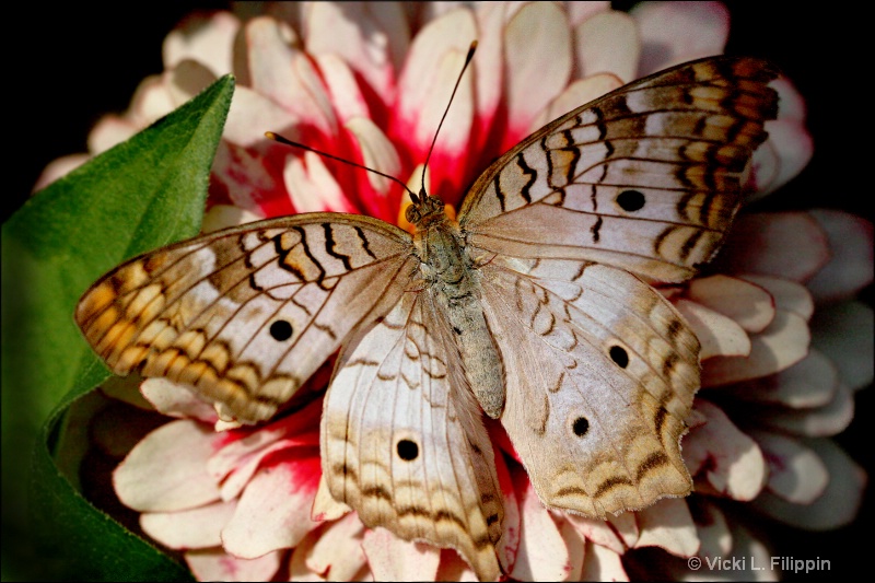 Beauty In The Shadows