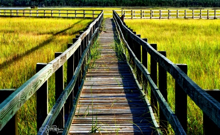 Wetland Tour