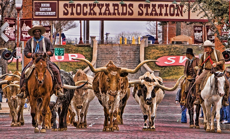 The Cattle Drive