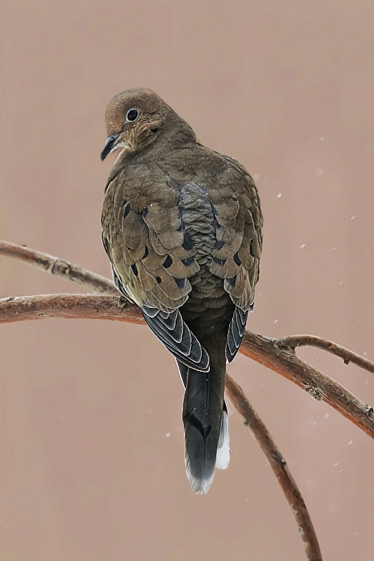 Mourning Dove - ID: 7958336 © Laurie Daily