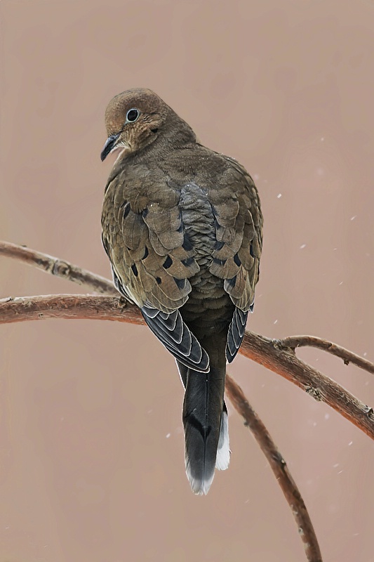 Mourning Dove