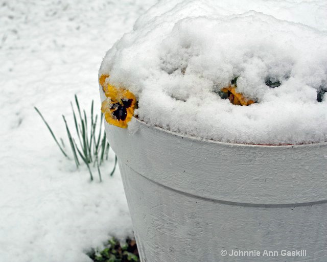 Snow-Covered Pot of Pansies