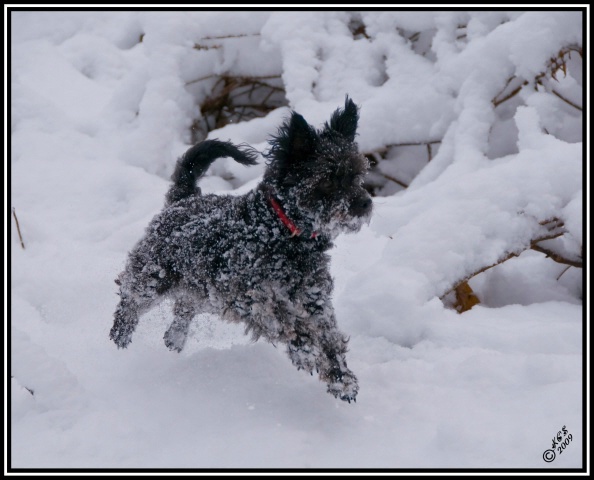 Rascal In The Snow