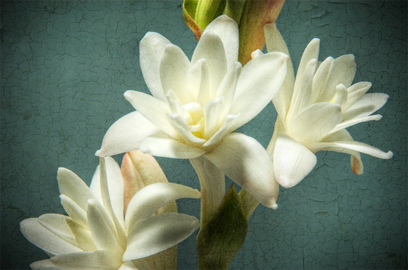 Tuberose