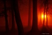 Forest on Fire.  