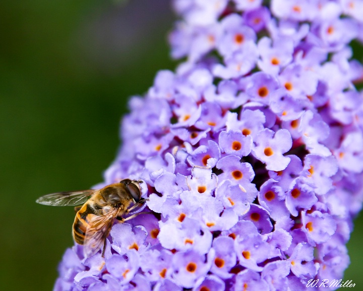 Busy Little Bee...