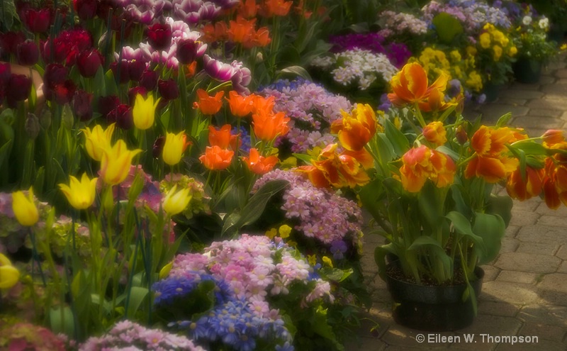 Spring Delight, Botannical Gardens, Buffalo NY