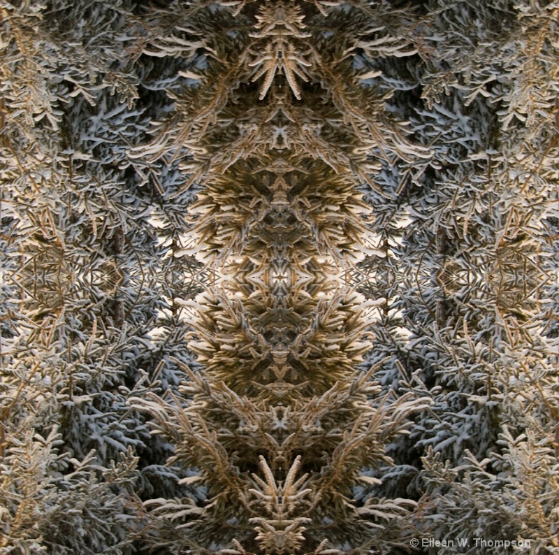 Mirrored Evergreens