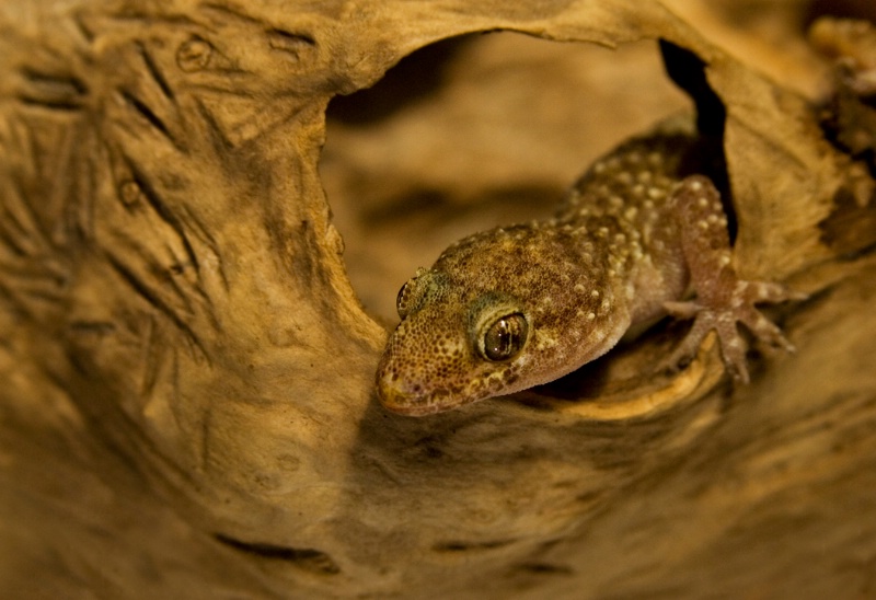 gecko - ID: 7960530 © Michael Cenci