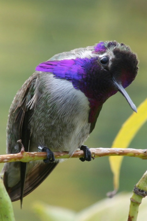 Curious Hummingbird 