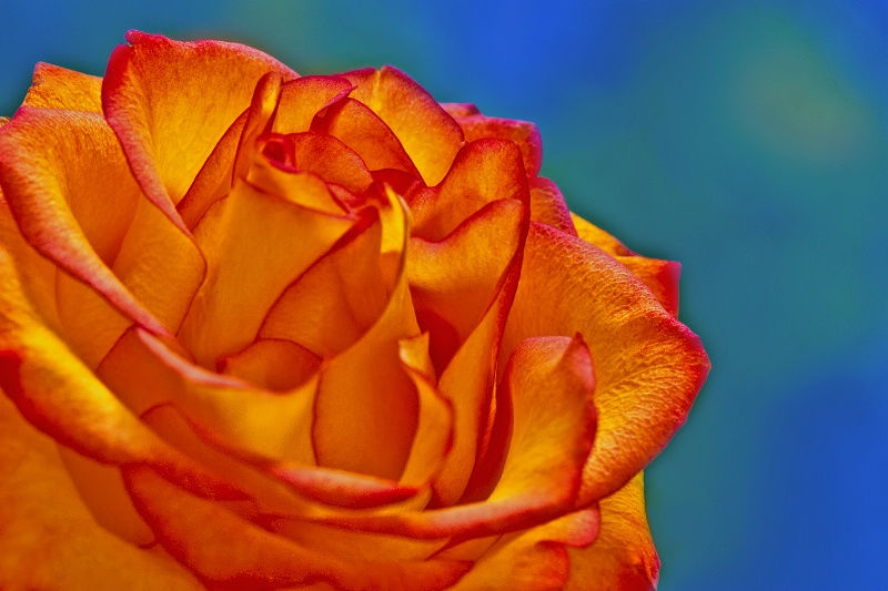 Rose, a Universal Language - ID: 7962103 © Deborah C. Lewinson