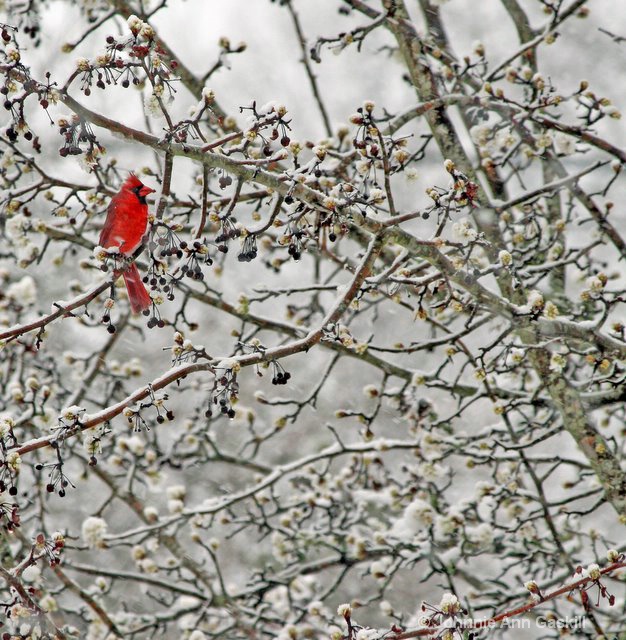 Cardinal in Snow-Covered Apple Tree