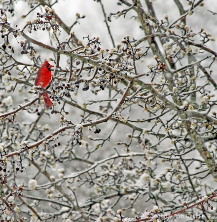 Cardinal in Snow-Covered Apple Tree