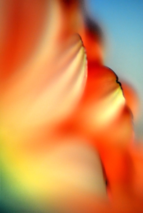 Gerbera closeup